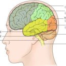 ﻿인체 중 가장 신비로운 뇌, 어떻게 생겼나? 이미지