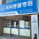 퍼피엔젤 반려동물 미용실 | 대전애견미용: &#34;퍼피엔젤반려동물미용실&#34; 말티즈스파 미용 후기