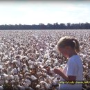 목화농장 이미지