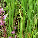 이천생태공원 이미지