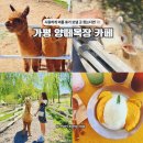 시원목장 | 경기도 가평 아이와 가볼만한곳, 실내 데이트코스 시원한 양떼목장 카페