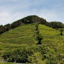 보성신옥로제다 이미지