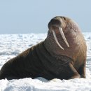 [동물이야기] 몸길이 4m 육식 동물… 1m짜리 '엄니'로 조개 캐고 얼음도 부숴요 이미지