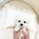 부산강아지분양 퍼피몰리 이미지