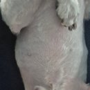 편한미용 | 경기 광주 신현리애견미용 써니펫살롱 후기