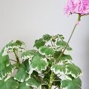 예쁜얼굴이쁜몸매 이미지