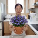 "로벨리아 여름에 그냥 뒀다가 뿌리째 썩었어요" 그늘 이동 하나로 가을에 파란 꽃 다시 만난 후기