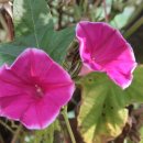 선암건강약국 이미지