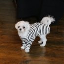 빅토리애견 이미지