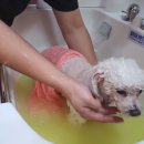 바르다펫 대전점 이미지