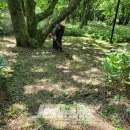 해안동 왕벚나무 이미지