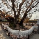 안동마실