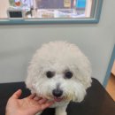 애견미용실 이미지