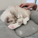 스카이캣명동2호점 | [명동 고양이 카페] 스카이캣카페