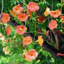 황명「분수·1」 이미지