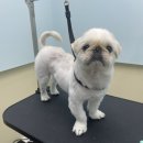 왈로하그루밍 이미지