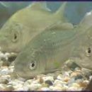 수청무대어水淸無大魚 [물 수/맑을 청/없을 무/클 대/고기 어] 이미지