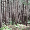 다락골주유소 이미지