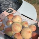 복상농장 이미지