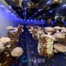 시영농장 이미지