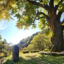 말하는은행나무 이미지