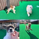 놀러오개 불로점 이미지