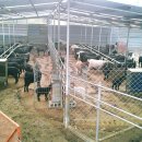 까망흑염소농장 이미지