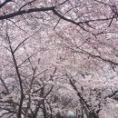 맹방초등학교 | 2026 삼척맹방유채꽃축제 (feat. 벚꽃) 4월 5일 기준