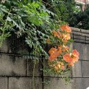 라오삐약 이미지