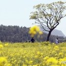 유채꽃 청보리 활짝 주말 봄꽃 명소 이미지