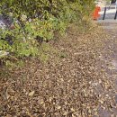 브라운카펫 이미지