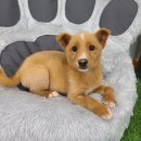 천안시 동물보호센터 동물병원 이미지