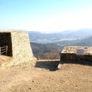 고목나무 이미지