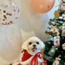 폴링인독 | 상봉애견미용 반려견을 위한 최고의 공간, 폴링인독 이용 후기