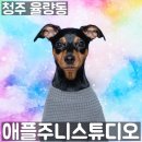 청주 강아지사진 잘 찍는 애플주니스튜디오 오로라멍 후기