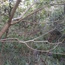 호교농원 Daum카페