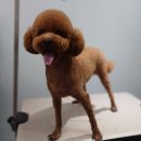 더(The)예쁘개 이미지