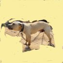 오공이 농장 이미지