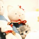 부산고양이분양 그린캣 | 부산고양이분양의 새로운 기준, 퍼스트캣 부산점 방문 후기