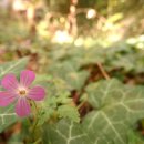 행복 순대 이미지