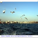 부산갈매기 이미지