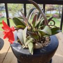 다솔관광농원 이미지