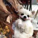 유성메디칼 | 대전 강아지 장례식장 포포즈 비용, 후기, 위치