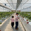 잘커농장 | 파주아이랑주말나들이, 솜솜딸기농장 - 왜 이제야 알게 된 걸까!🥹