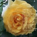 노란장미
