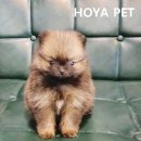 파주운정강아지분양 호야펫 이미지