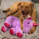 인형의 거리(개) 이미지