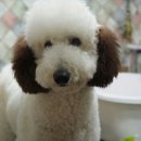 더봄애견 이미지