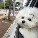 세인트존스호텔 | 강릉 1박 2일 애견동반 여행｜강릉 세인트존스 호텔 내돈내산 후기