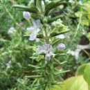 상록수(Evergreen) 이미지
